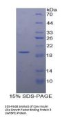 Cow Insulin Like Growth Factor Binding Protein 3 (IGFBP3) Protein
