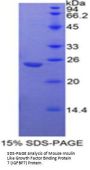 Mouse Insulin Like Growth Factor Binding Protein 7 (IGFBP7) Protein