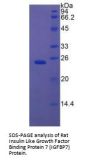 Rat Insulin Like Growth Factor Binding Protein 7 (IGFBP7) Protein