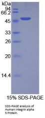 Human Integrin Alpha 5 (ITGa5) Protein