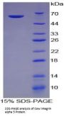 Cow Integrin Alpha 5 (ITGa5) Protein