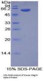 Mouse Integrin Alpha 9 (ITGa9) Protein