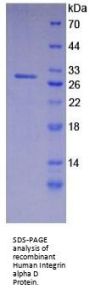 Human Integrin Alpha D / CD11D (ITGAD) Protein