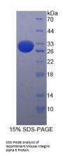 Mouse Integrin Alpha-E / CD103 (ITGAE) Protein