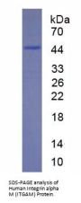 Human Integrin Alpha M / CD11b (ITGAM) Protein