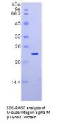 Mouse Integrin Alpha M / CD11b (ITGAM) Protein