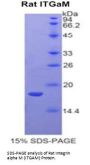 Rat Integrin Alpha M / CD11b (ITGAM) Protein