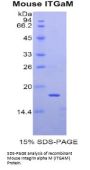 Mouse Integrin Alpha M / CD11b (ITGAM) Protein