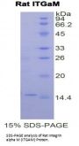 Rat Integrin Alpha M / CD11b (ITGAM) Protein