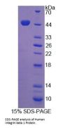 Human Integrin Beta 1 (ITGb1) Protein