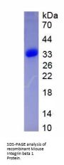 Mouse Integrin Beta 1 (ITGb1) Protein