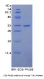 Mouse Inter Alpha-Globulin Inhibitor H1 (ITIH1) Protein