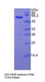 Rat Inter Alpha-Globulin Inhibitor H4 (ITIH4) Protein