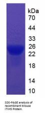 Mouse Inter Alpha-Globulin Inhibitor H5 (ITIH5) Protein