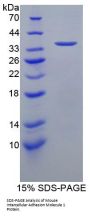 Mouse Intercellular Adhesion Molecule 1 (ICAM1) Protein