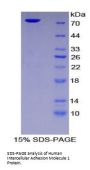 Human Intercellular Adhesion Molecule 1 (ICAM1) Protein