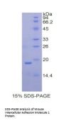 Mouse Intercellular Adhesion Molecule 1 (ICAM1) Protein