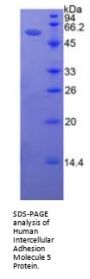 Human Intercellular Adhesion Molecule 5 (ICAM5) Protein