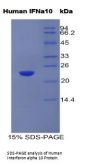 Human Interferon Alpha 10 (IFNa10) Protein