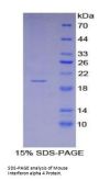 Mouse Interferon Alpha 4 (IFNa4) Protein