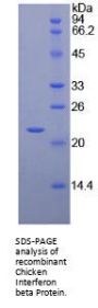 Chicken Interferon Beta (IFNb) Protein