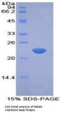 Rabbit Interferon Beta (IFNb) Protein