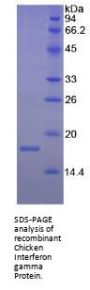 Chicken Interferon Gamma (IFNg) Protein