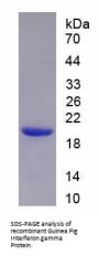 Guinea pig Interferon Gamma (IFNg) Protein