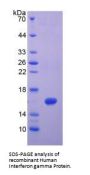 Human Interferon Gamma (IFNg) Protein