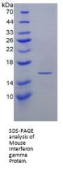 Mouse Interferon Gamma (IFNg) Protein