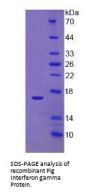Pig Interferon Gamma (IFNg) Protein