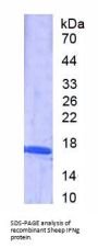 Sheep Interferon Gamma (IFNg) Protein