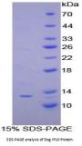 Dog Interferon Gamma Induced Protein 10 kDa (IP10) Protein