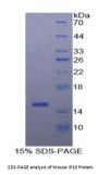 Mouse Interferon Gamma Induced Protein 10 kDa (IP10) Protein