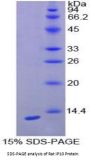 Rat Interferon Gamma Induced Protein 10 kDa (IP10) Protein