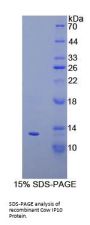 Cow Interferon Gamma Induced Protein 10 kDa (IP10) Protein