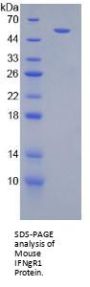 Mouse Interferon Gamma Receptor 1 (IFNGR1) Protein