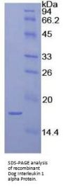 Dog Interleukin 1 Alpha (IL1a) Protein