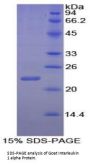 Goat Interleukin 1 Alpha (IL1a) Protein