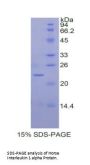 Horse Interleukin 1 Alpha (IL1a) Protein