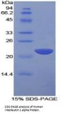 Human Interleukin 1 Alpha (IL1a) Protein