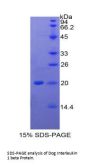 Dog Interleukin 1 Beta (IL1b) Protein