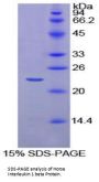 Horse Interleukin 1 Beta (IL1b) Protein
