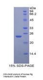 Guinea pig Interleukin 1 Beta (IL1b) Protein