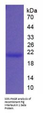 Pig Interleukin 1 Beta (IL1b) Protein