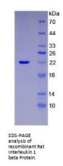 Rat Interleukin 1 Beta (IL1b) Protein