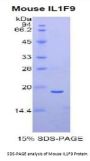 Mouse Interleukin 36 Gamma / IL1F9 (IL36G) Protein