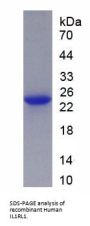 Human Interleukin 1 Receptor Like Protein 1 (IL1RL1) Protein
