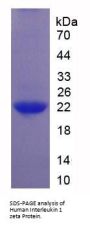 Human Interleukin 37 (IL37) Protein