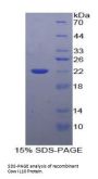 Cow Interleukin 10 (IL10) Protein